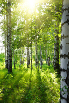 Naklejki summer birch woods with sun