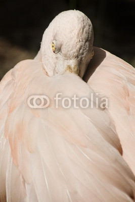 Portrait of red flamingo dancing, close up