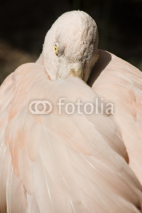 Naklejki Portrait of red flamingo dancing, close up