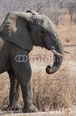 elefantenkopf
