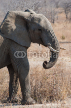 Fototapety elefantenkopf