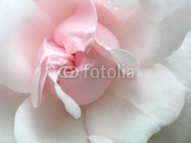 Fototapety pink rose