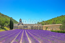Naklejki Abbey of Senanque blooming lavender flowers. Gordes, Luberon, Pr