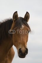 Fototapety horse head