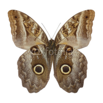 Fototapety owl butterfly