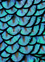 Naklejki Blue Feathers