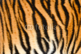 Fototapety tiger skin