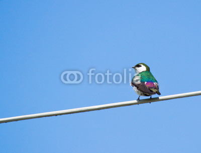 Swallow perched on steel wire