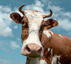Fototapety Cow