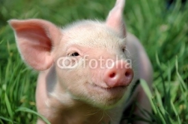Naklejki Young pig on a green grass