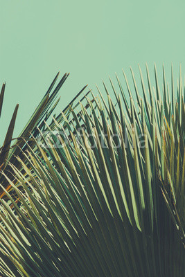 Abstrac tropical vintage background. Retro toned.