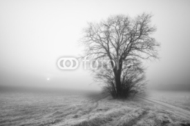 Naklejki Tree in the fog