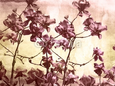 Artistic background with magnolia