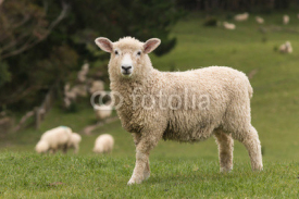 Naklejki isolated lamb with grazing sheep in background