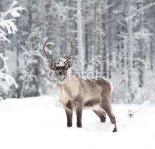 Fototapety reindeer