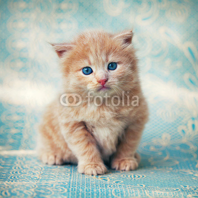 kitten on a blue background.