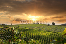 Fototapety Chianti vineyard landscape in Tuscany, Italy