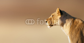 Fototapety Lioness portrait