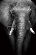 Naklejki Wild African Elephant (Artistic Edit)