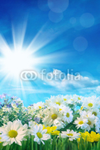 Spring flowers with blue sky