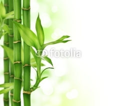 Obrazy i plakaty Bamboo border
