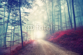 Fototapety Vintage magic forest road