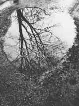 Fototapety Pfütze mit Spiegelung vom Baum
