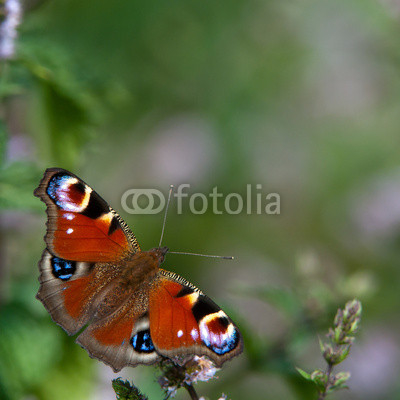 Peacock butterfly (Inachis io), Sweden