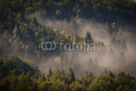 Fototapety Fog cover the forest.