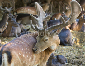 Naklejki young deer with antlers