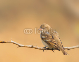 Naklejki Female House Sparrow (Passer Domesticus)