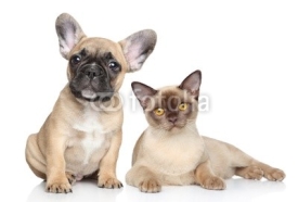 Dog and cat on a white background