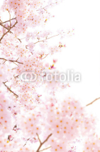 Naklejki 桜の素材
