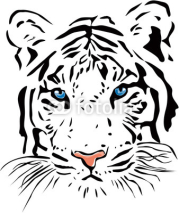 Obrazy i plakaty White tiger
