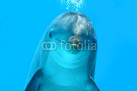 Fototapety Dolphin Look