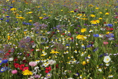 perfekte Blumenwiese grob getupft Hintergrund