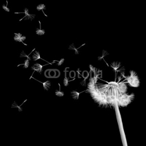 Fototapety FLORAL BLACK BACKGROUND WITH DANDELION