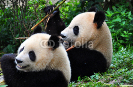 Naklejki panda pair