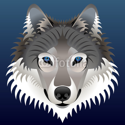 Realistic wolf's face. Vector wolf head front view