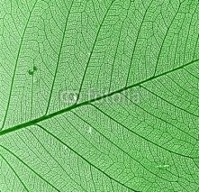 Naklejki green leaf background