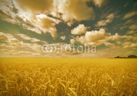 Naklejki aged photo with yellow wheat field