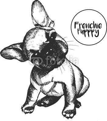 Vector close up portrait of french bulldog. Hand drawn domestic pet dog illustration. Isolated on white background.