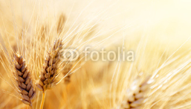 Naklejki Wheat field