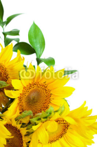 Obrazy i plakaty Sunflowers