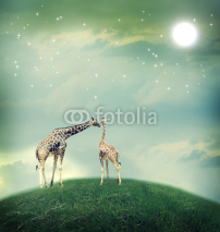Fototapety Giraffes in friendship or love concept image