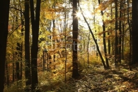 Fototapety Autumn scenery in the beech forest on a sunny morning