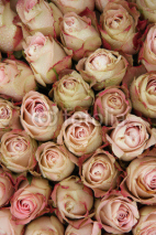 Naklejki Pale pink roses