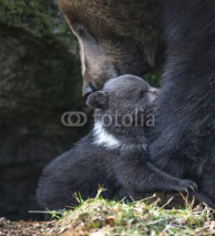 Naklejki brown bear - mother and cub