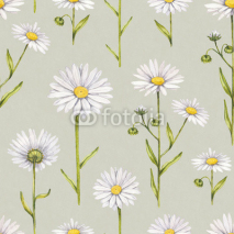 Camomile flowers illustration. Watercolor seamless pattern