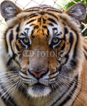 Fototapety tiger 